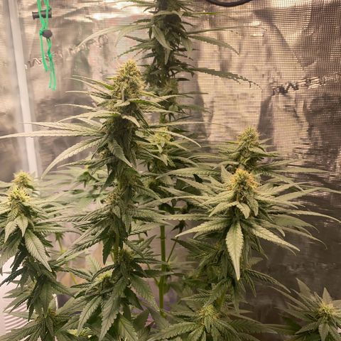Mimosa Evo growlog timeline photo
