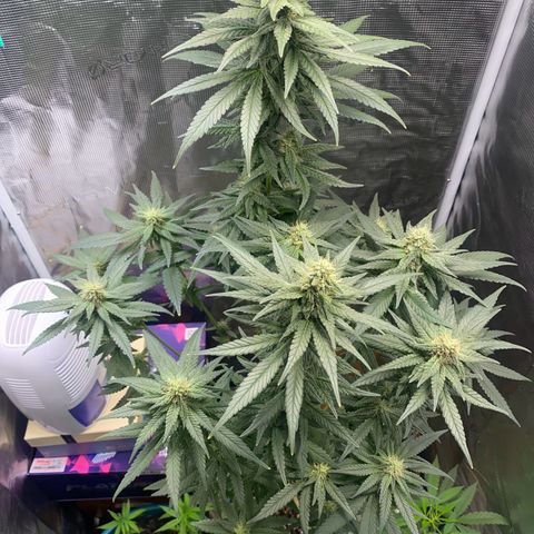 Mimosa Evo growlog timeline photo
