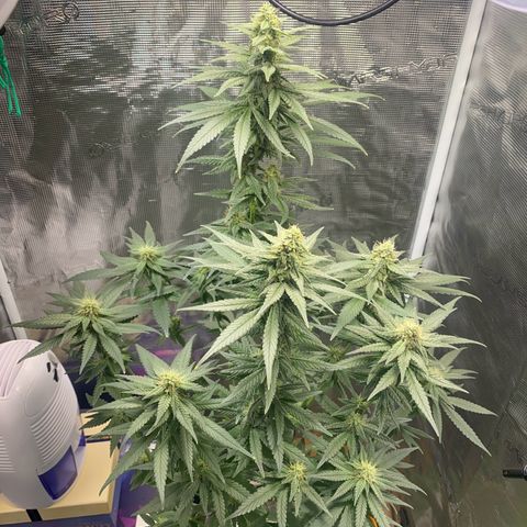 Mimosa Evo growlog timeline photo
