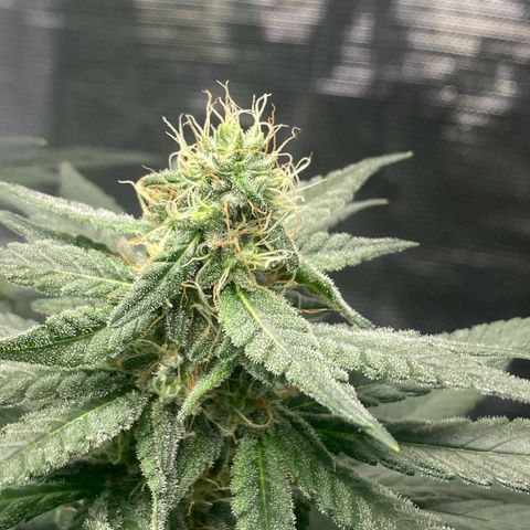 Mimosa Evo growlog timeline photo