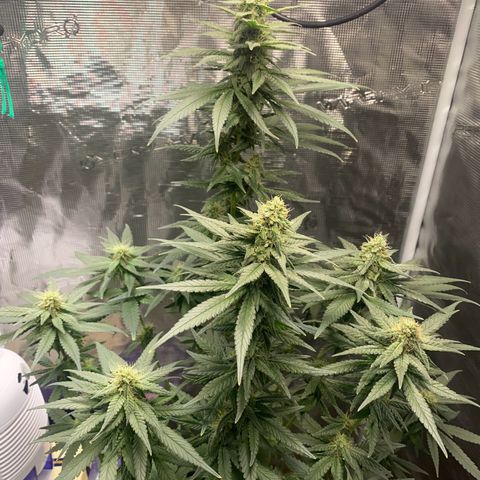 Mimosa Evo growlog timeline photo