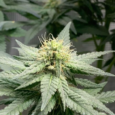 Mimosa Evo growlog timeline photo