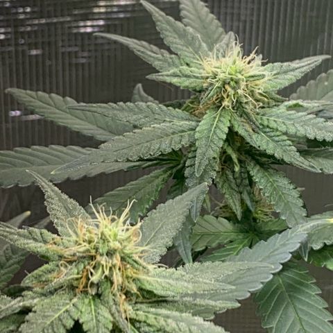 Mimosa Evo growlog timeline photo