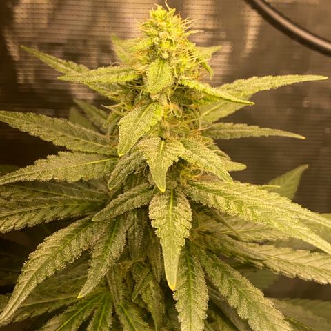 Mimosa Evo growlog timeline photo