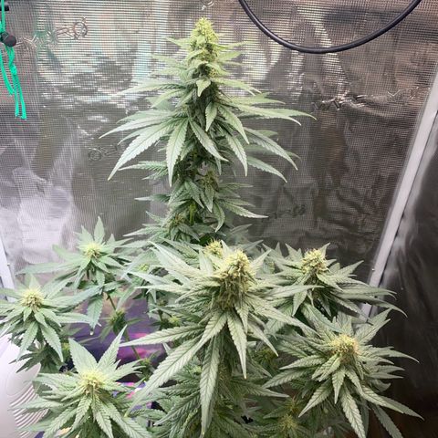 Mimosa Evo growlog timeline photo