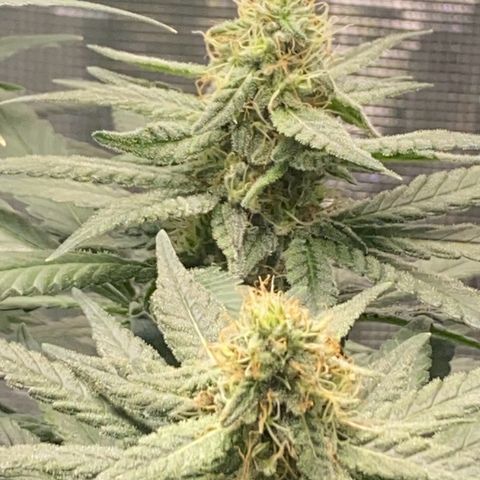 Mimosa Evo growlog timeline photo