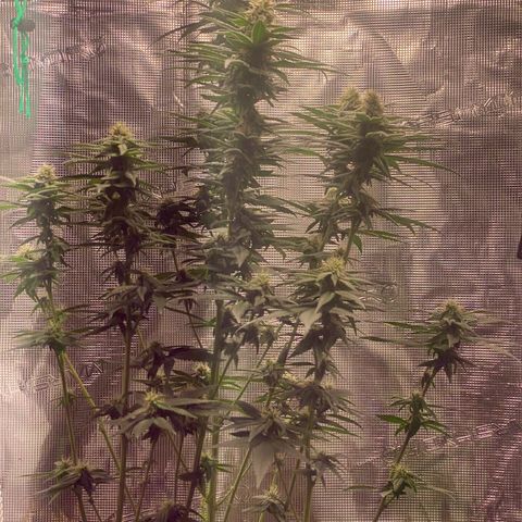 Mimosa Evo growlog timeline photo