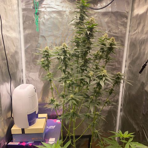 Mimosa Evo growlog timeline photo