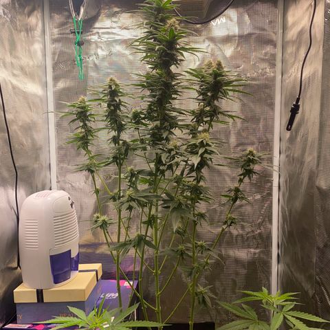 Mimosa Evo growlog timeline photo