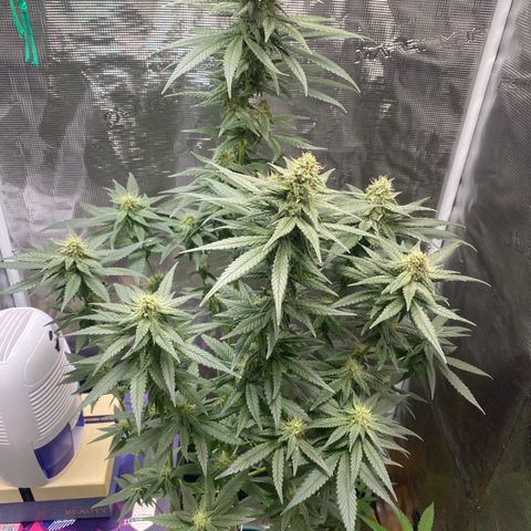Mimosa Evo growlog timeline photo