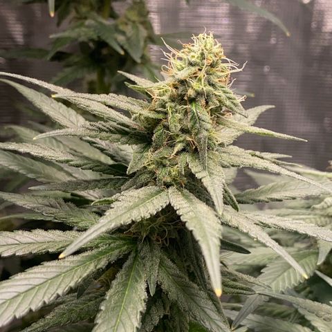 Mimosa Evo growlog timeline photo