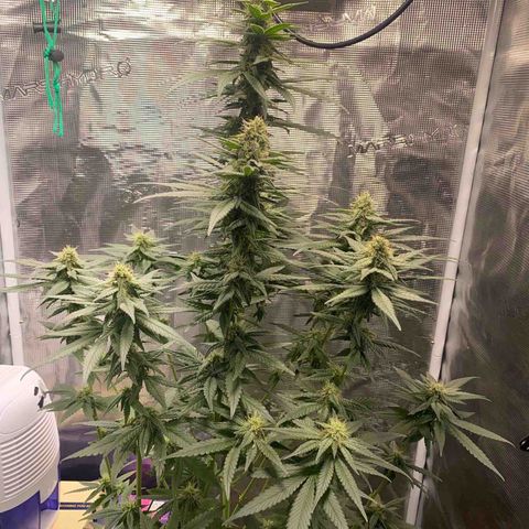 Mimosa Evo growlog timeline photo