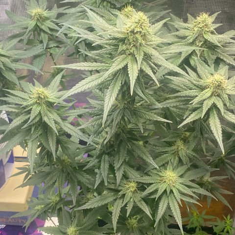 Mimosa Evo growlog timeline photo