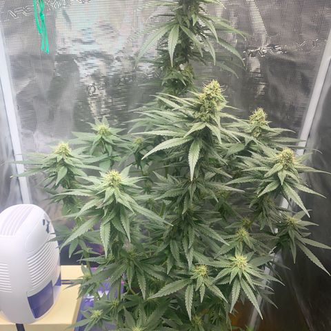 Mimosa Evo growlog timeline photo