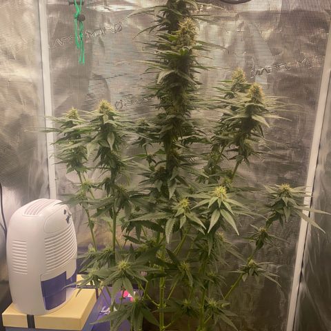 Mimosa Evo growlog timeline photo