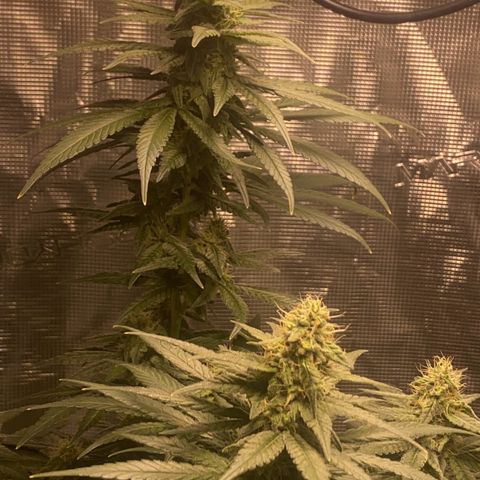 Mimosa Evo growlog timeline photo