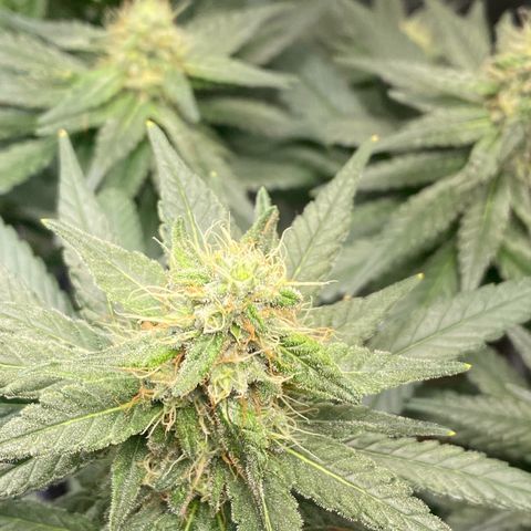 Mimosa Evo growlog timeline photo