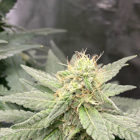 Mimosa Evo growlog timeline photo