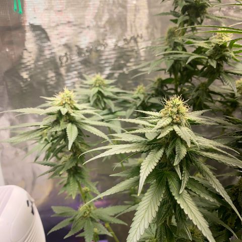 Mimosa Evo growlog timeline photo