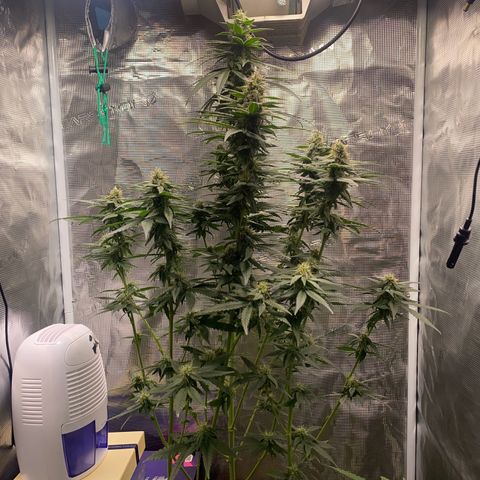 Mimosa Evo growlog timeline photo