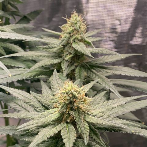 Mimosa Evo growlog timeline photo