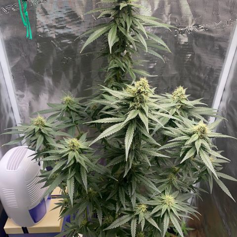 Mimosa Evo growlog timeline photo