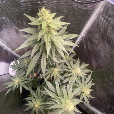 Mimosa Evo growlog timeline photo