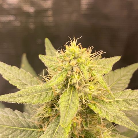 Mimosa Evo growlog timeline photo