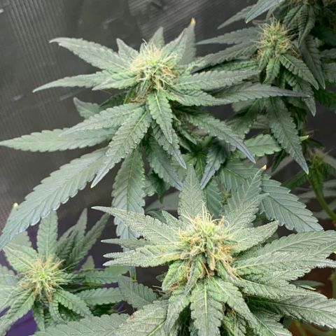 Mimosa Evo growlog timeline photo