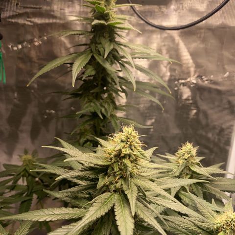 Mimosa Evo growlog timeline photo