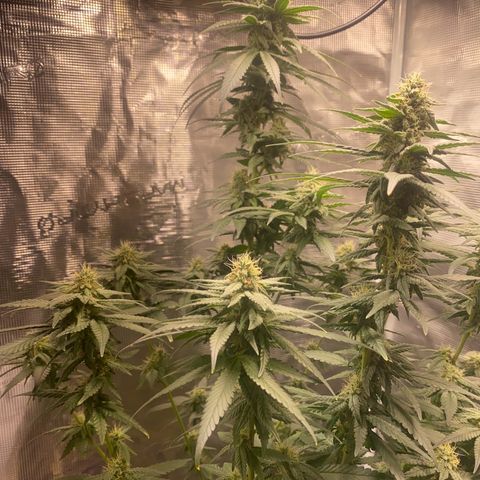 Mimosa Evo growlog timeline photo