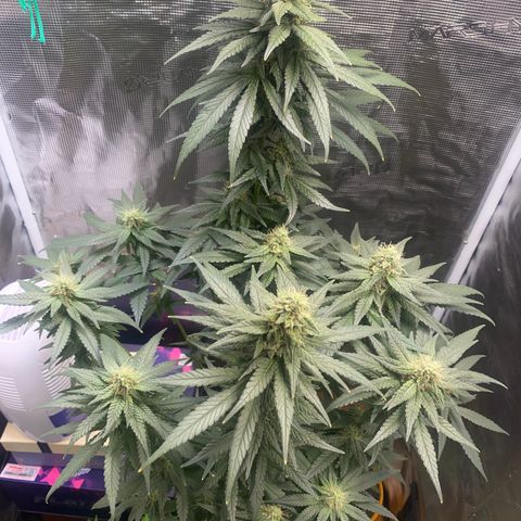 Mimosa Evo growlog timeline photo