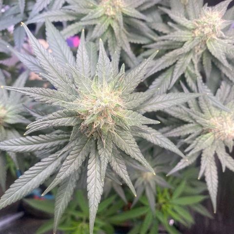 Mimosa Evo growlog timeline photo