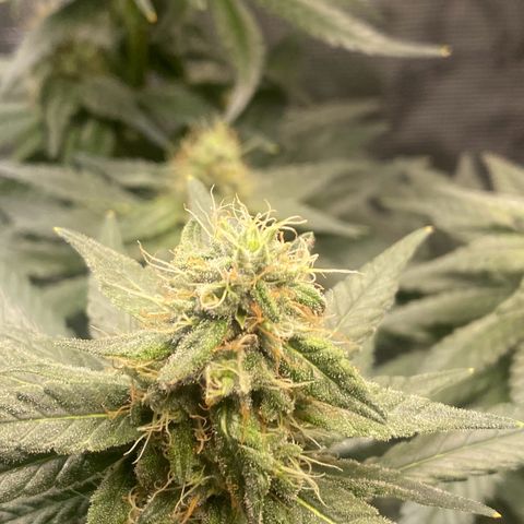 Mimosa Evo growlog timeline photo
