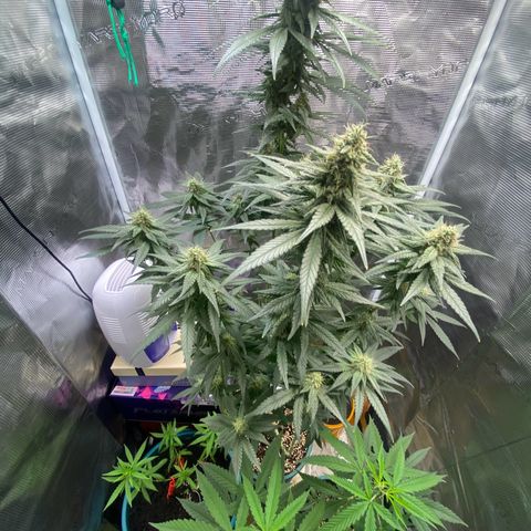 Mimosa Evo growlog timeline photo
