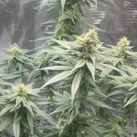 Mimosa Evo growlog timeline photo