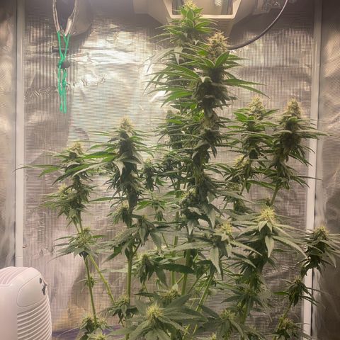 Mimosa Evo growlog timeline photo