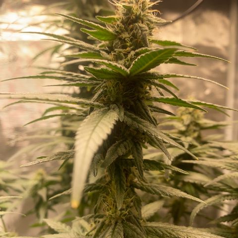 Mimosa Evo growlog timeline photo