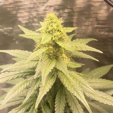 Mimosa Evo growlog timeline photo