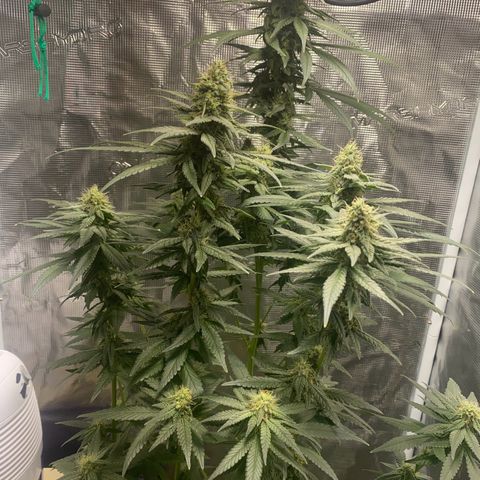 Mimosa Evo growlog timeline photo