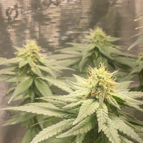 Mimosa Evo growlog timeline photo