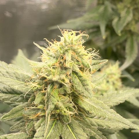 Mimosa Evo growlog timeline photo