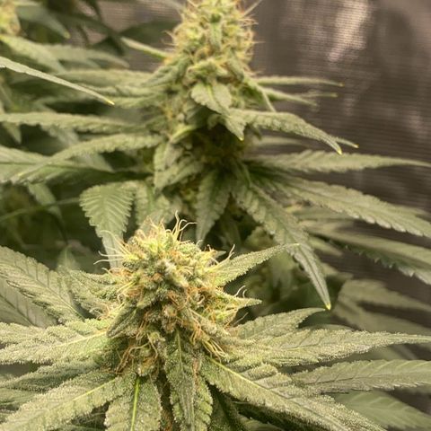 Mimosa Evo growlog timeline photo