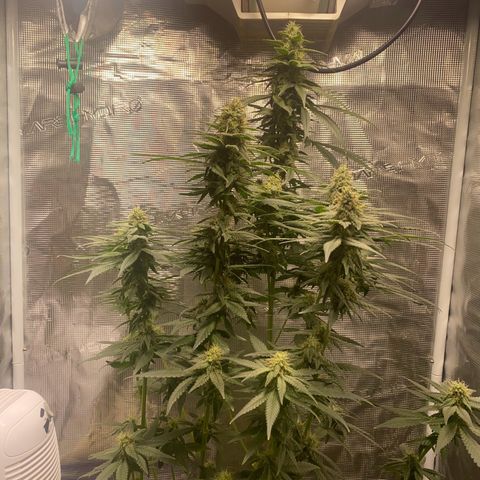 Mimosa Evo growlog timeline photo