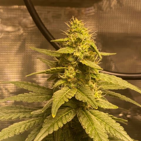 Mimosa Evo growlog timeline photo
