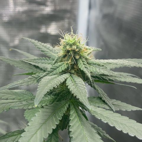 Mimosa Evo growlog timeline photo