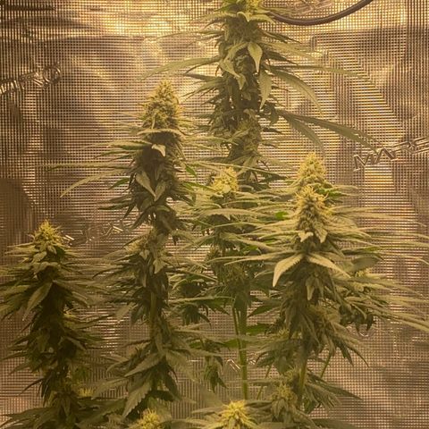 Mimosa Evo growlog timeline photo