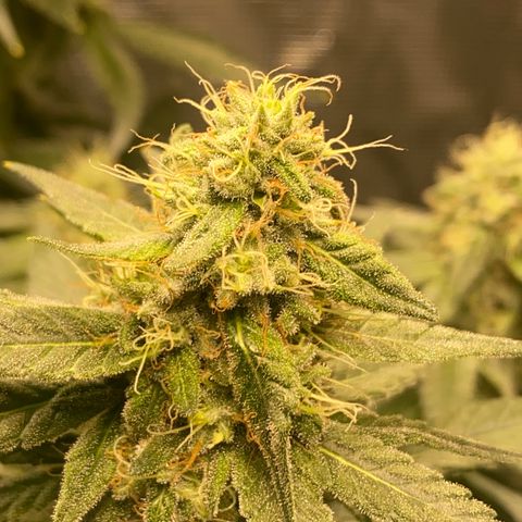 Mimosa Evo growlog timeline photo