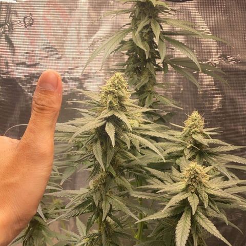 Mimosa Evo growlog timeline photo