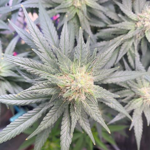 Mimosa Evo growlog timeline photo